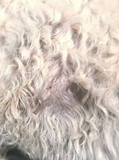 Furry Friends Yeast Infection Relief For Dogs